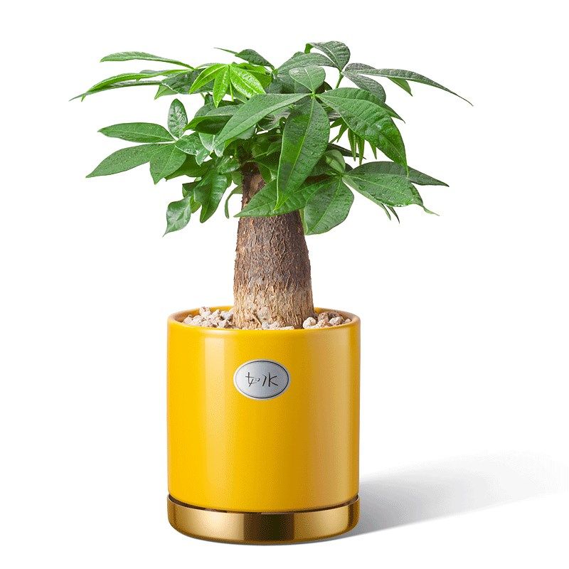 如水盆栽容易养 发财树招财树 客厅植物室内办公桌桌面小绿植水培