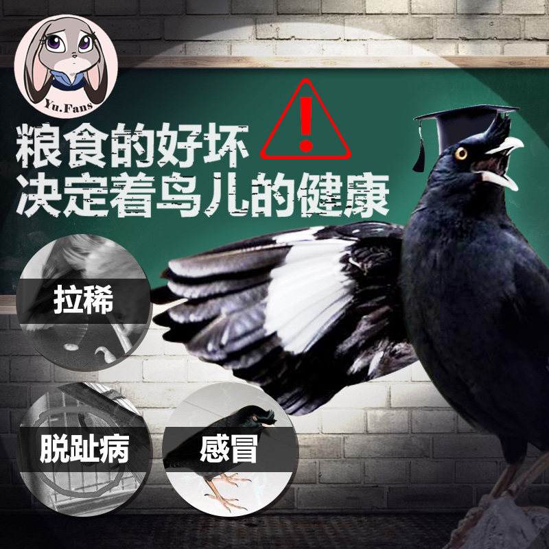 宠尚天八哥鸟饲料鸟食黄鹂鹩哥鸟料海南黑八哥饲料营养鸟粮