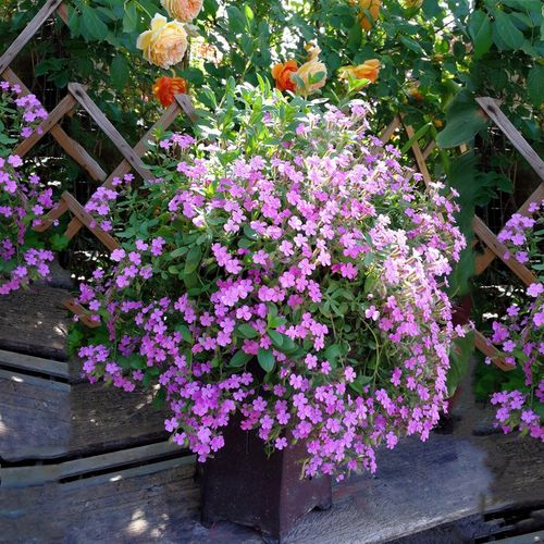 岩生 肥皂草  粉红小短裙  多年生耐寒宿M根岩生花卉【鲁虹花卉】