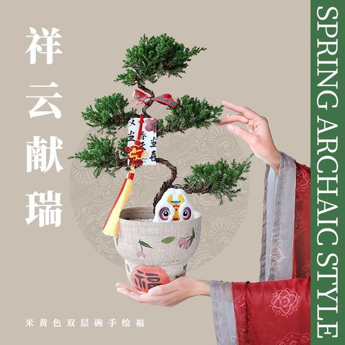 春天到家 中式盆景五层塔松盆栽祝寿绿植室内迎客松乔迁送礼好养