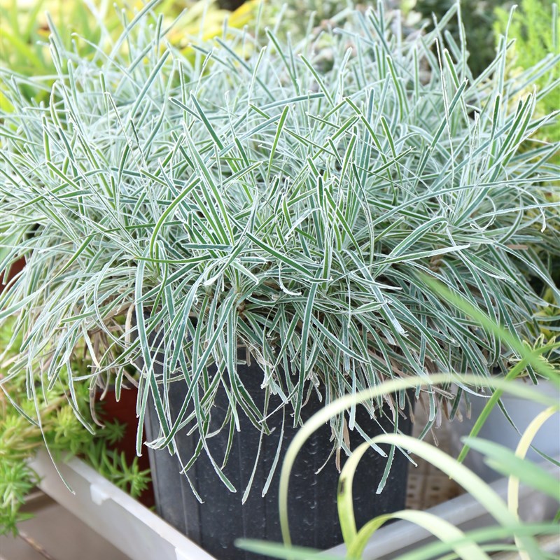 欣欣花园 冰晶草 观赏草宿根植物