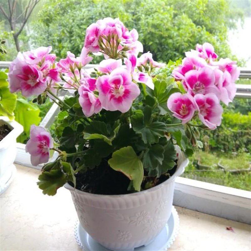 天竺葵盆栽花室内阳台庭院花卉常年开花植物驱蚊虫好养绿植