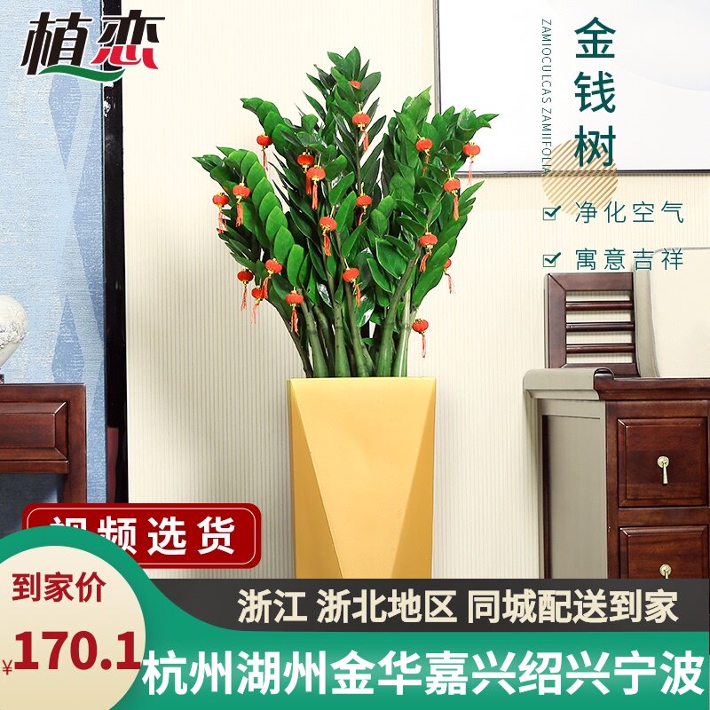 金钱树招财旺g财植物盆栽绿植盆景室内客厅办公室喜阴雪铁芋吸甲