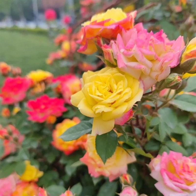 优选树桩月季阳台盆栽花卉四季G开花多色棒棒糖花树庭.
