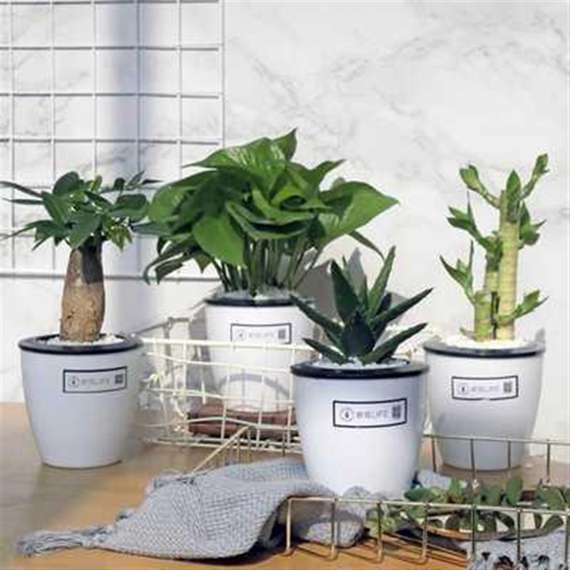 Green plant ornamentss small potted plants real flowers