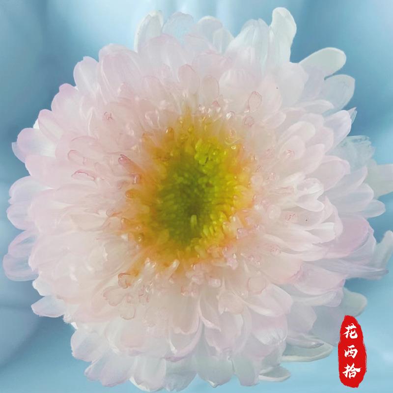 云南工厂永生迷你菊花头A级2-3cm花头保鲜真花家居装饰相框配材