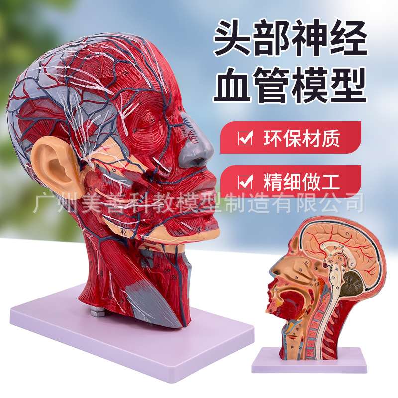 人体头部浅表神经血管模型 头部矢状剖面切面附血管神经模型