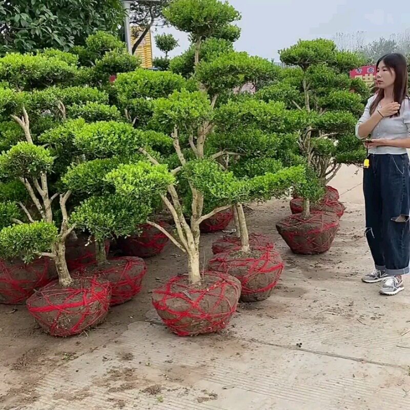 小叶黄杨造型树盆景四季常青