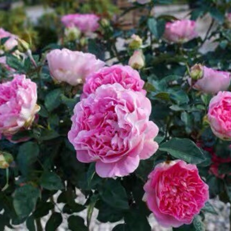 新品婆罗洲之香月季苗大花浓香庭院阳台种植盆栽四季开花扦插苗