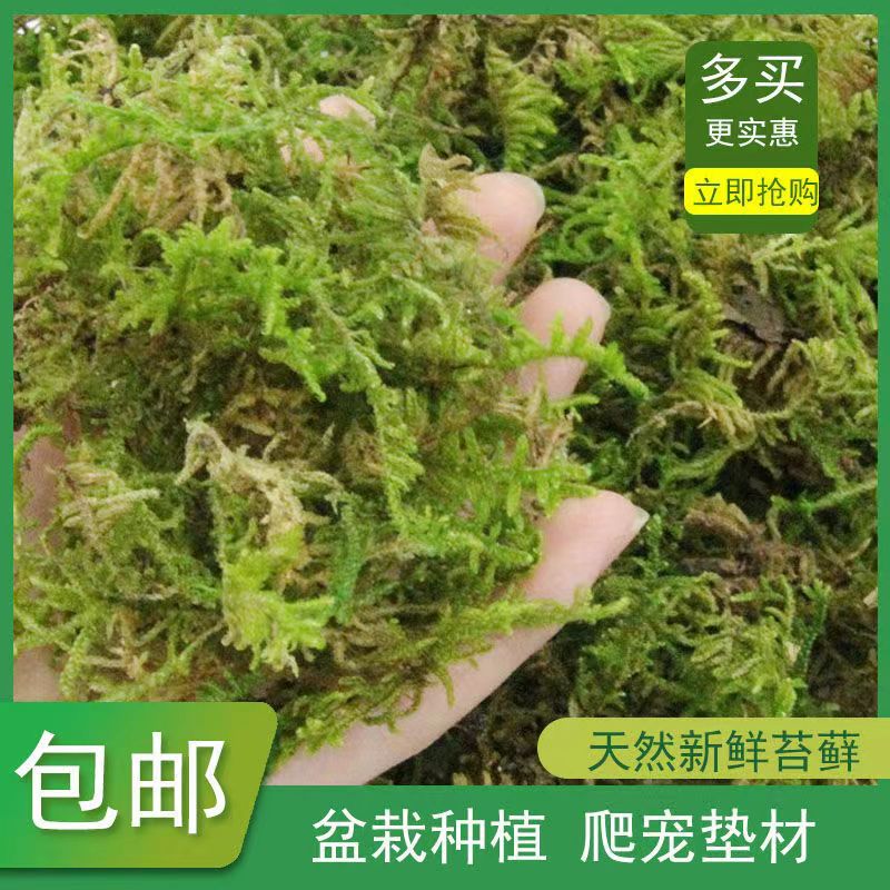 水陆缸假山造蕨类植物兰花干水苔青苔绿苔藓石斛营养土花盆铺面