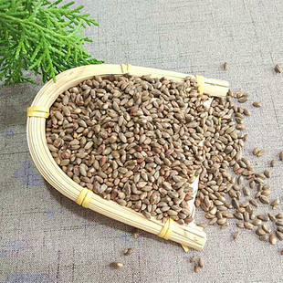 全柏籽枕头柏壳侧柏树籽松柏籽枕头中药枕芯乌发催眠助睡安神失眠