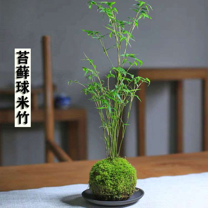 米竹盆栽植物室内微景观米竹苗姬翠竹子凤尾竹观音竹客厅米赵之郑