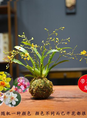 冬带多花苞梦香文心兰金黄色花苔藓球室内客厅茶几卧室花卉年宵花