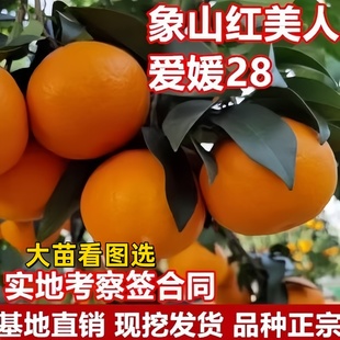 爱媛28号38号正宗象山红美人树苗柑桔无核橘子苗嫁接当年结果地栽