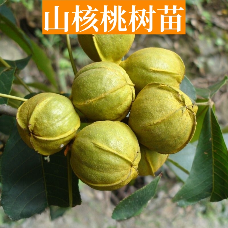 山核桃树苗嫁接庭院地载特大树盆栽果树苗南北方种植四季当年结果