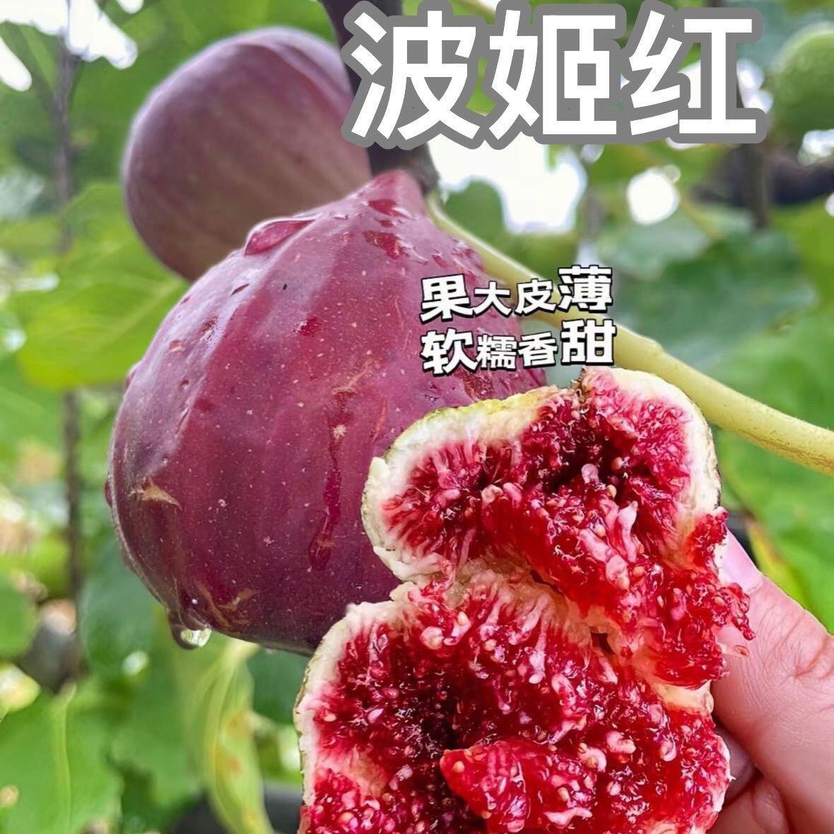 波姬红无花果南方北方耐寒盆地载
