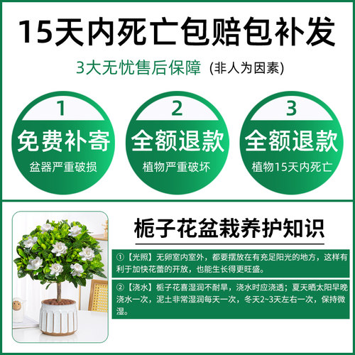 栀子花盆栽带花苞阳台花卉植物室内花老桩大颗四季好养树苗绿植