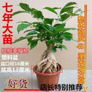 幸福树盆栽室内植物花卉 四季常青绿宝树提根老桩盆景客厅发财树