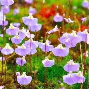 小白兔狸藻苔藓雨林缸微景观办公室水培食虫植物盆栽捕蝇草挖耳草