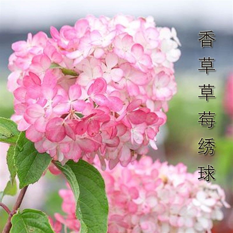 香草草莓圆锥绣球庭院阳台搭配花镜植物好养容易成活耐寒耐冷植物,鲜花速递/花卉仿真/绿植园艺,绣球/木绣球/木本植物,淘宝优惠券,粉丝福利购,淘宝优惠卷