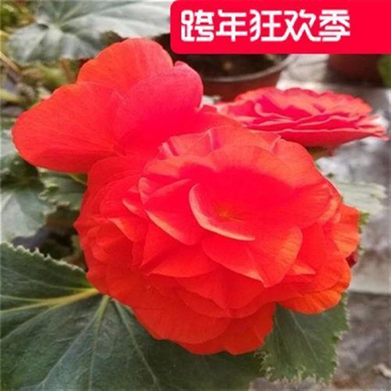 夫妻海棠花大花重瓣大花小苗发货盆T栽花卉球根海棠