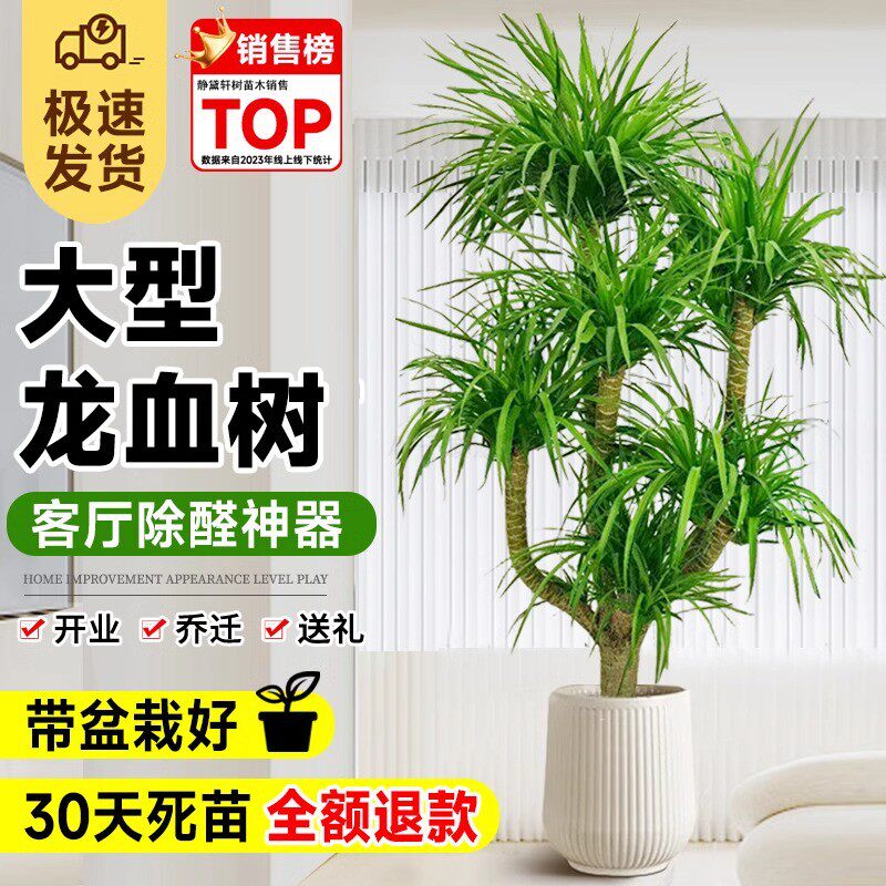 龙血树客厅绿植大盆m栽多头龙须龙铁树乔迁大型室内落地植物千年
