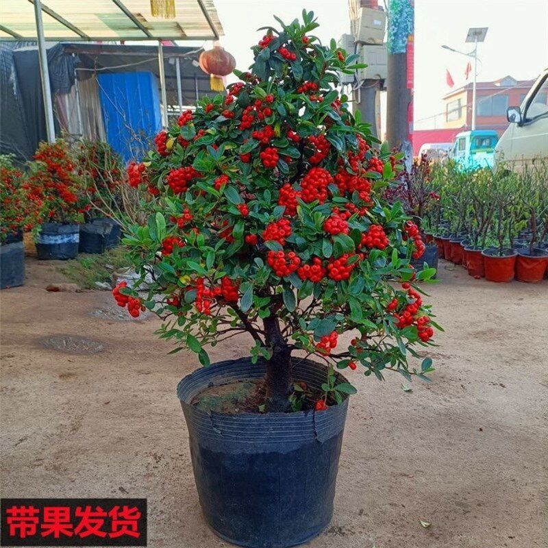 火棘吉祥果盆景树桩四季常绿观y花观果盆栽室内外带果发货年宵花
