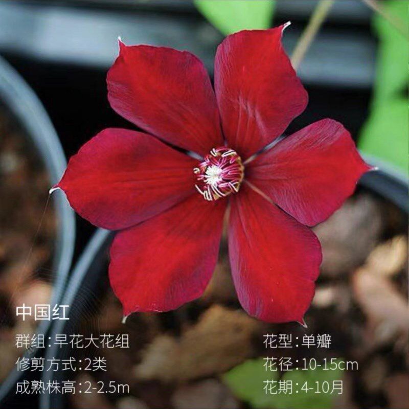 【中国红】1.5加n仑铁线莲阳台庭院地载盆栽爬藤花卉植物四季开花