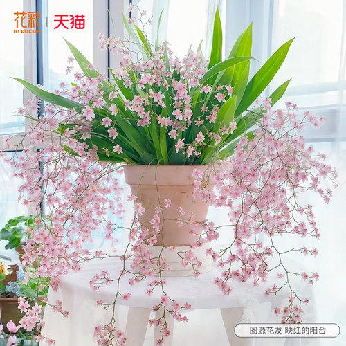 花彩文心兰带花剑盆栽苗有香味阳台窗边室内桌面花卉梦香兰花期长