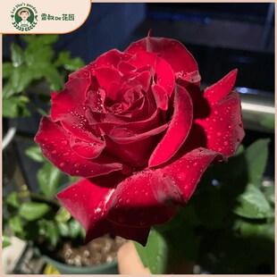 雷叔的花园红丘天家胭脂灌木月季花苗带盆栽好四季开花大花浓香