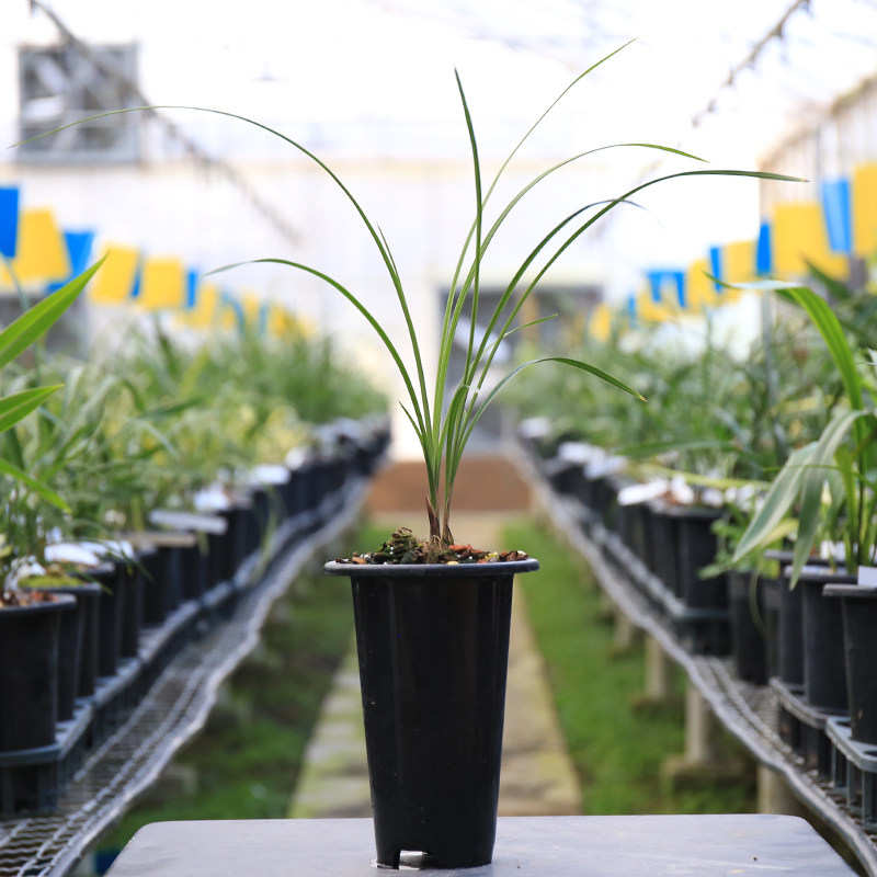 荡山荷 云南莲瓣兰原生老种荷瓣兰花苗 名贵浓香花卉四季绿植盆栽