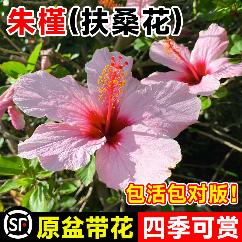 粉色朱槿花d苗扶桑花盆栽室内花卉绿植盆栽阳台庭院植物四季开花