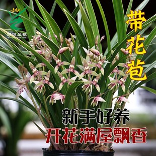 翁源兰花四季 建兰七n彩丹霞金边开花机器带花浓香好养室内花卉盆