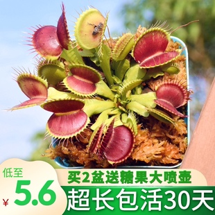 捕蝇草猪笼草食虫草食人花驱蚊捕蚊植物种K子苗桌面花卉小盆栽绿