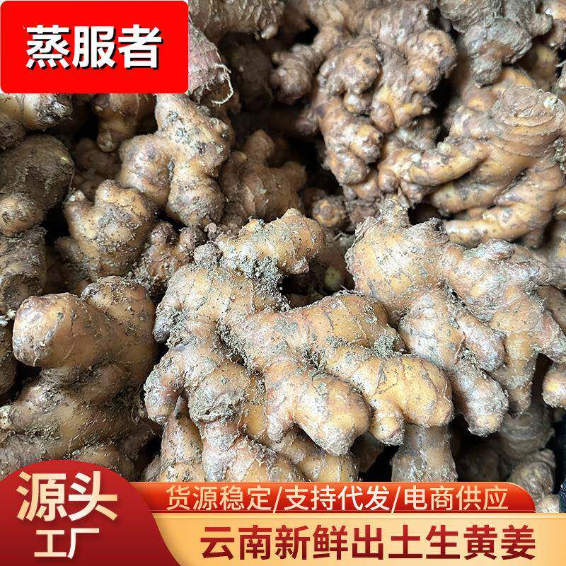 现货云南罗平生黄姜煲汤煮茶调味