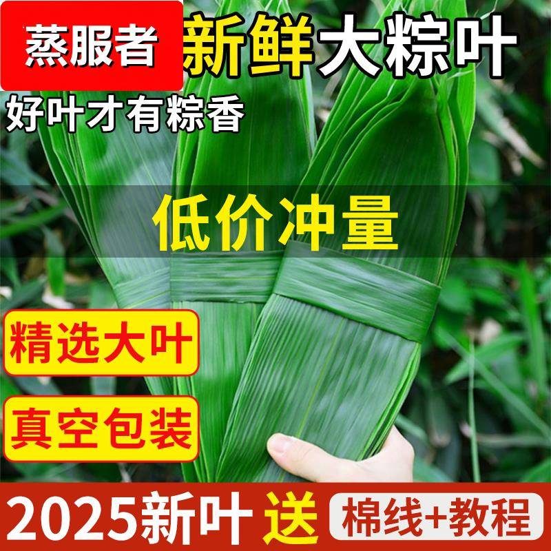 粽子叶棕叶新鲜大号新叶包粽子专用的叶子端午节商用干粽叶大