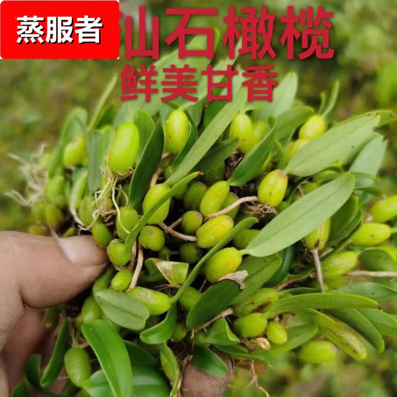 石橄榄 新鲜潮汕单叶中果双页小果石仙桃石岩珠果上叶煲汤