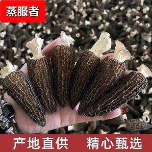 包邮 精选剪柄羊肚菌新货 头茬羊肚菌干货 羊肚菌干货500