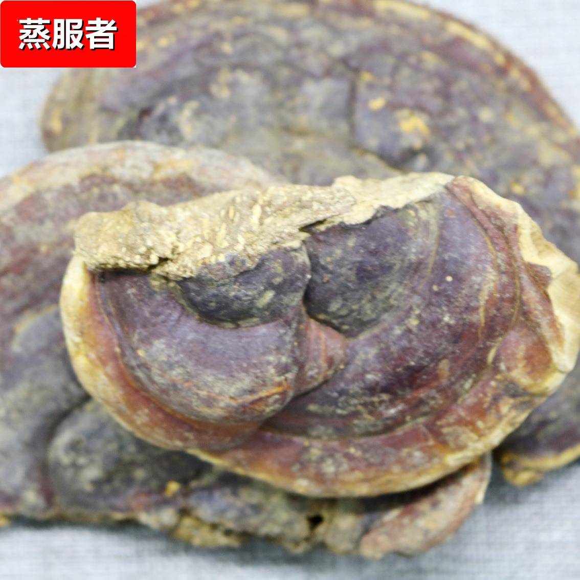 供应 灵芝 灵芝个参类滋补品