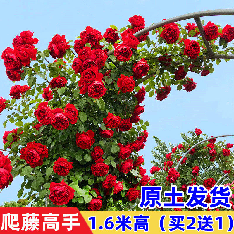 藤本月季花苗特大浓香庭院植物室内花卉盆栽玫瑰爬藤蔷薇四季开花,鲜花速递/花卉仿真/绿植园艺,月季/蔷薇/玫瑰,淘宝优惠券,粉丝福利购,淘宝优惠卷