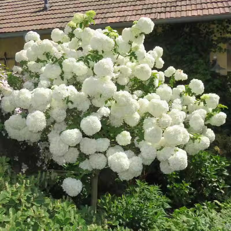 中华木绣球大花斗球树苗独杆树状木本绣球花庭院别墅风景树绿化树