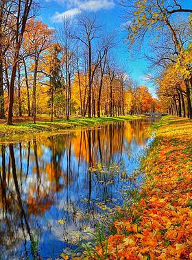 数字油画自己填色银杏秋色枫红叶树林小路山水风景家居装饰画