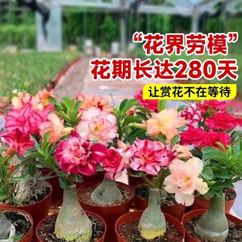 沙漠玫瑰盆栽重瓣带花苞特大号多肉植物室内绿植精品十年老桩盆景
