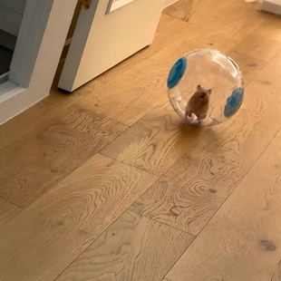 仓鼠玩具跑球金丝熊专用静音滚轮运动球自嗨解闷神器2025年新款