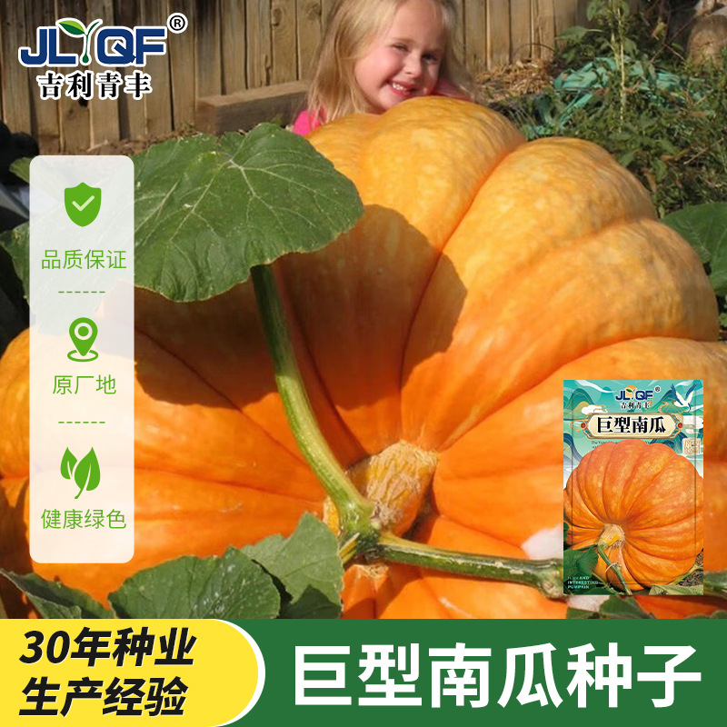 巨型南瓜种孑特大南瓜种子高产抗病四季观赏食用易种蔬菜种籽大全