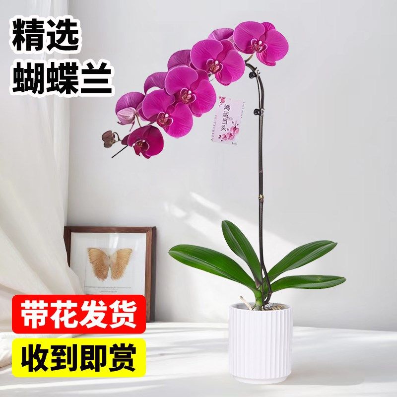 带花发货蝴蝶兰盆栽真花室内桌面年宵花兰花四季好养花卉鲜花植物
