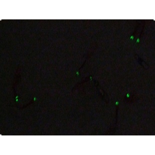 老实人6本仿生串钩夜光珠仿生仕挂串钩荧光发光