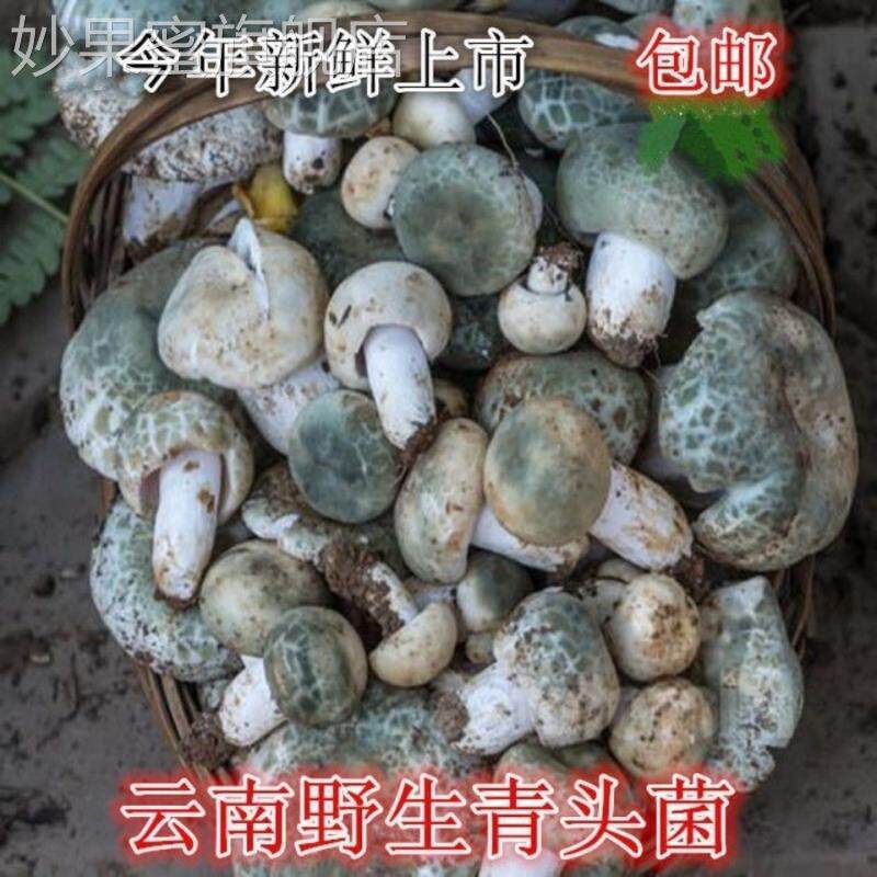 青头菌干货木蘑菇梨菇云南