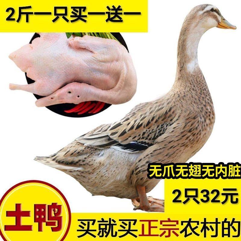 新货杀后2斤一只农家散养生鲜土鸭老鸭生鸭肉非麻鸭鸭子鲜鸭整鸭