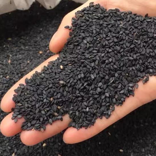 生黑芝麻新货干净无沙免洗芝麻粒新鲜饱满无染色500g*1袋颗粒饱满